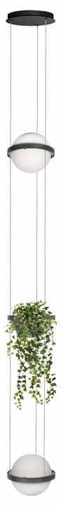 Подвесной светильник Loft it Jardin 10121/2P Dark grey | Loft it LF101212PDarkgrey